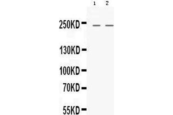 Nestin anticorps  (N-Term)
