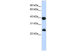 Image no. 1 for anti-H2A Histone Family, Member Y (H2AFY) (Middle Region) antibody (ABIN630687)