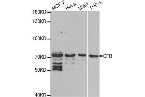 Complement Factor B antibody  (AA 80-420)