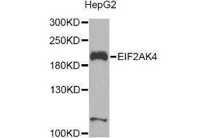 Image no. 4 for anti-Eukaryotic Translation Initiation Factor 2 alpha Kinase 4 (EIF2AK4) antibody (ABIN6567595)