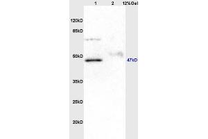 Image no. 1 for anti-U2AF Homology Motif (UHM) Kinase 1 (UHMK1) antibody (ABIN716516)