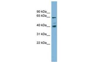 Image no. 1 for anti-Transmembrane 9 Superfamily Protein Member 4 (TM9SF4) (AA 35-84) antibody (ABIN6742027)