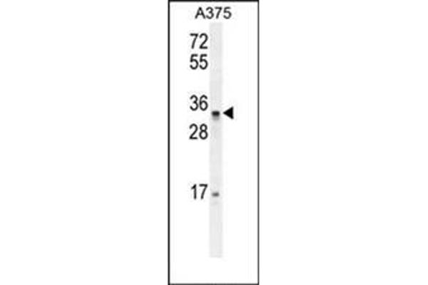 PUSL1 anticorps  (C-Term)