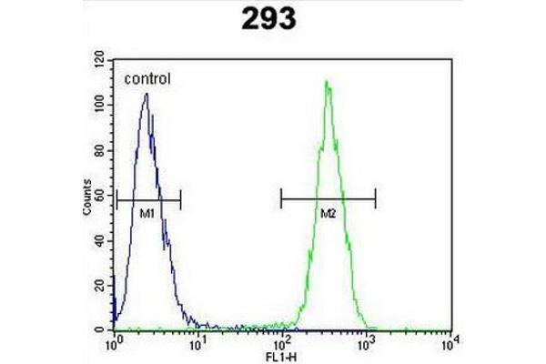anti-ClpX Caseinolytic Peptidase X (CLPX) (AA 452-481), (C-Term) antibody
