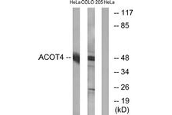 anti-Acyl-CoA Thioesterase 4 (ACOT4) (AA 361-410) antibody
