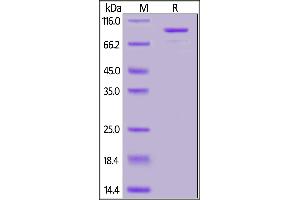 Image no. 2 for 5'-Nucleotidase, Ecto (CD73) (NT5E) (AA 27-549) (Active) protein (mFc Tag) (ABIN7013523)