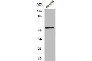 Kcng2 antibody  (Internal Region)