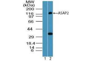 ASAP2 anticorps  (AA 700-750)
