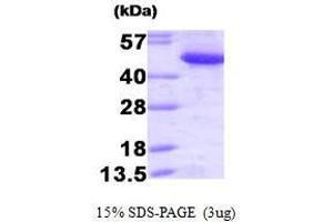 Image no. 1 for C-terminal Binding Protein 1 (CTBP1) (AA 1-440) protein (ABIN935094)