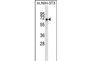 NDOR1 Antibody (Center) (ABIN1538074 and ABIN2849016) western blot analysis in mouse NIH-3T3 cell line lysates (35 μg/lane).