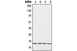 Image no. 1 for anti-Eukaryotic Translation Initiation Factor 5A (EIF5A) (Center) antibody (ABIN2706087)