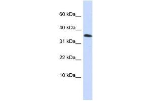 Image no. 1 for anti-Empty Spiracles Homeobox 1 (EMX1) antibody (ABIN2459123)