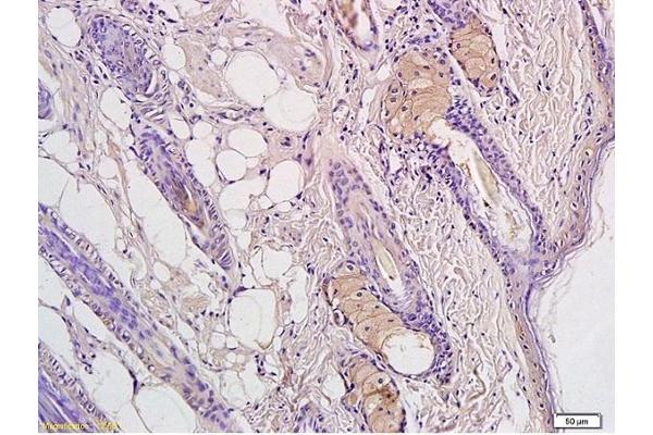 CD4 antibody  (AA 231-330)