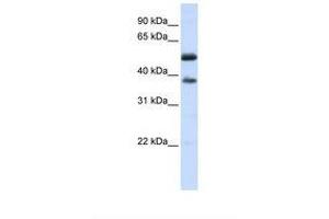 Image no. 1 for anti-Leucine Rich Repeat Containing 14 (LRRC14) (AA 144-193) antibody (ABIN6738129)