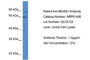 anti-MUS81 Endonuclease Homolog (MUS81) (Middle Region) antibody