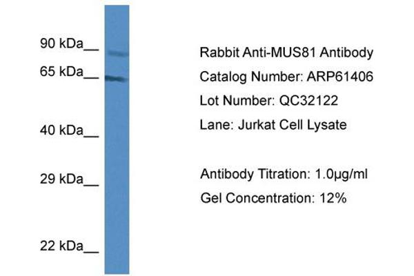 anti-MUS81 Endonuclease Homolog (MUS81) (Middle Region) antibody