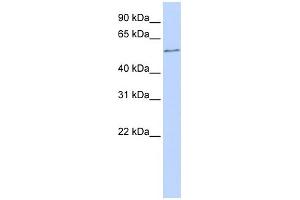 Image no. 1 for anti-One Cut Homeobox 2 (ONECUT2) (N-Term) antibody (ABIN2780236)