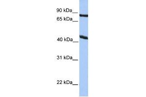 Image no. 1 for anti-Potassium Channel, Subfamily K, Member 4 (KCNK4) (N-Term) antibody (ABIN2784082)