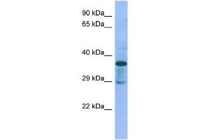 Image no. 1 for anti-C1GALT1-Specific Chaperone 1 (C1GALT1C1) (N-Term) antibody (ABIN2781944)