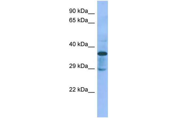 anti-C1GALT1-Specific Chaperone 1 (C1GALT1C1) (N-Term) antibody