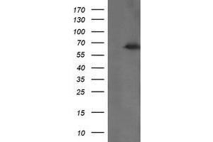 Image no. 1 for anti-tRNA Methyltransferase 2 Homolog A (TRMT2A) antibody (ABIN1501514)