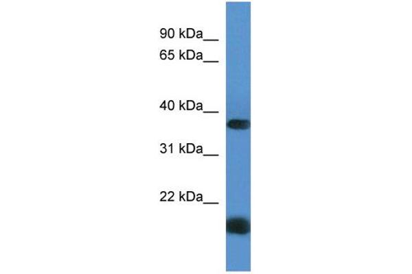 RHBDD1 antibody  (C-Term)