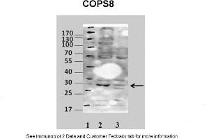 Image no. 2 for anti-COP9 Signalosome Complex Subunit 7a (COPS7A) (Middle Region) antibody (ABIN2786958)