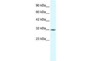 Image no. 2 for anti-Mortality Factor 4 Like 2 (MORF4L2) (N-Term) antibody (ABIN2778086)