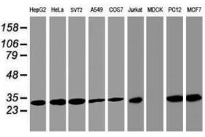 Image no. 3 for anti-Proteasome Subunit alpha 4 (PSMA4) antibody (ABIN1500459)