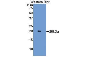 Image no. 1 for anti-Peroxiredoxin 5 (PRDX5) (AA 1-210) antibody (ABIN1078433)