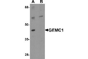 Image no. 1 for anti-Geminin Coiled-Coil Domain Containing (GMNC) (Middle Region) antibody (ABIN1030936)