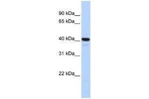 Image no. 1 for anti-Forkhead Box I1 (FOXI1) (N-Term) antibody (ABIN2780863)