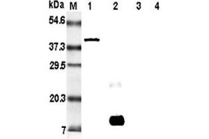 Image no. 1 for anti-Resistin (RETN) antibody (ABIN1169375)