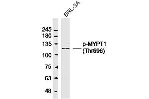 Image no. 2 for anti-Myosin Phosphatase, Target Subunit 1 (PPP1R12A) (pThr696) antibody (ABIN744068)