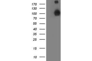 Image no. 5 for anti-Anaphase Promoting Complex Subunit 2 (ANAPC2) antibody (ABIN1496634)