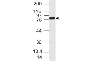 Image no. 1 for anti-Cactin, Spliceosome C Complex Subunit (CACTIN) (AA 320-521) antibody (ABIN5027065)