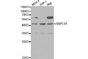 Image no. 1 for anti-Actin Related Protein 2/3 Complex, Subunit 1A, 41kDa (ARPC1A) antibody (ABIN3021357)