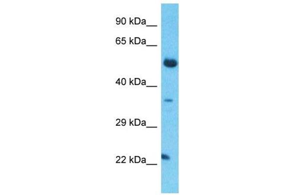 TCEAL5 anticorps  (Middle Region)