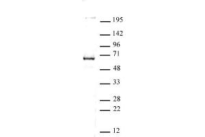 Image no. 1 for anti-REST Corepressor 1 (RCOR1) (C-Term) antibody (ABIN6971547)