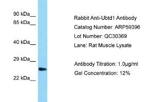 Image no. 1 for anti-Ubiquitin Domain Containing 1 (UBTD1) (C-Term) antibody (ABIN2788051)