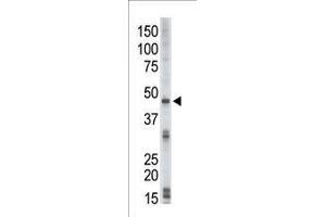 Image no. 1 for anti-serine/threonine Kinase 17b (STK17B) (AA 342-371), (C-Term) antibody (ABIN1882073)