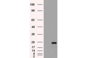 Image no. 1 for anti-Fms-Related tyrosine Kinase 3 Ligand (FLT3LG) (AA 27-181) antibody (ABIN1491300)
