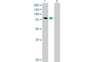 Western Blot analysis of HBS1L expression in transfected 293T cell line by HBS1L MaxPab polyclonal antibody.