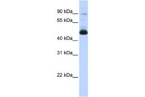 Image no. 1 for anti-Keratin 16 (KRT16) (Middle Region) antibody (ABIN2775315)