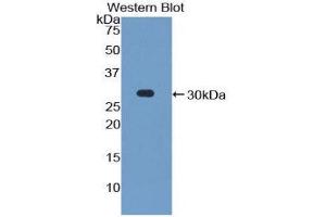Image no. 1 for anti-Protocadherin 1 (PCDH1) (AA 575-812) antibody (ABIN1860137)