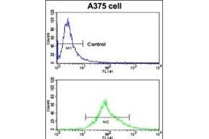 CA14 antibody  (N-Term)