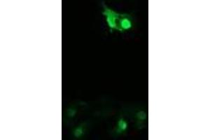 Image no. 2 for anti-Peptidylprolyl Isomerase (Cyclophilin)-Like 3 (PPIL3) antibody (ABIN1500364)