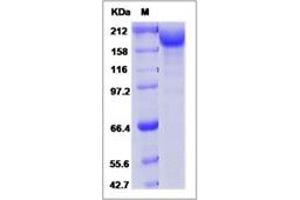 Image no. 1 for Lymphocyte Antigen 75 (LY75) (AA 31-1664) protein (His tag) (ABIN2693504)