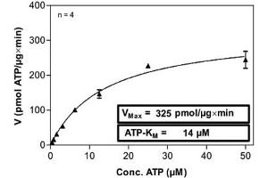 Protein Kinase C, gamma (PRKCG) (AA 1-697) protein (His-GST)