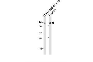 Image no. 3 for anti-Cryptochrome 2 (Photolyase-Like) (CRY2) (AA 564-593), (C-Term) antibody (ABIN390080)